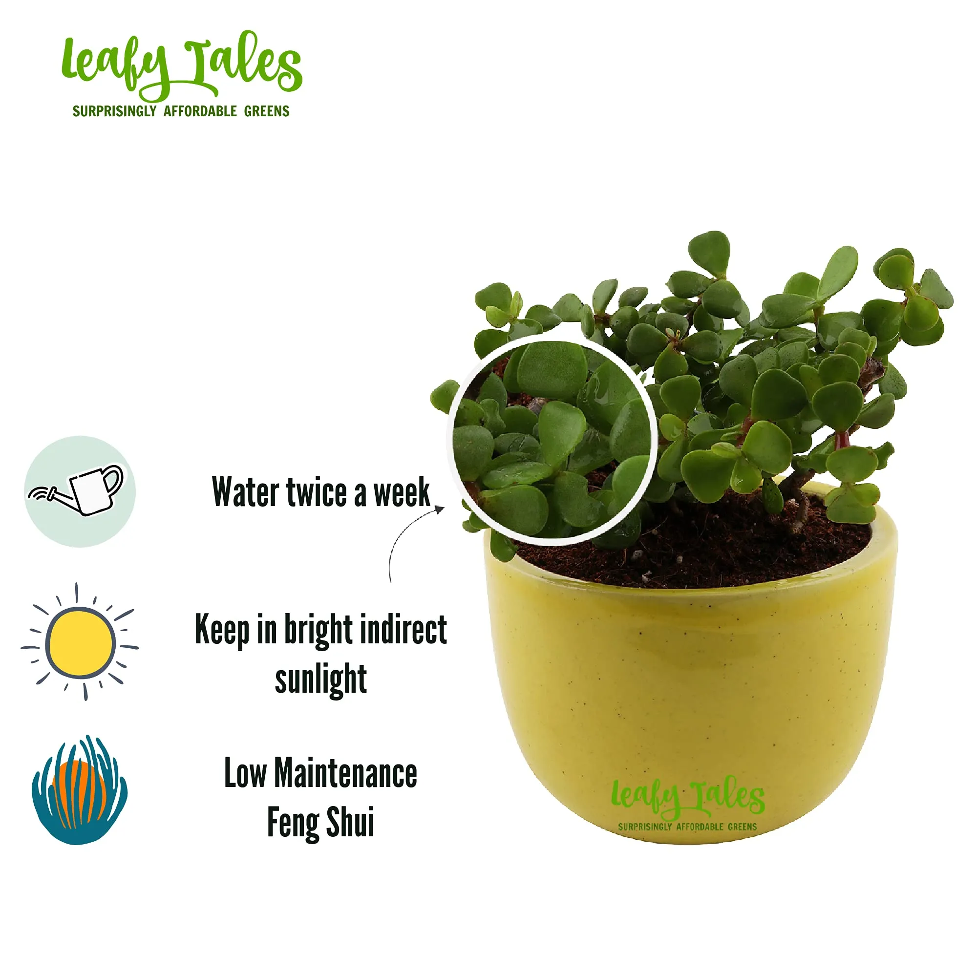 Leafy Tales Button Jade Live Plant in Yellow Ceramic Urn Pot