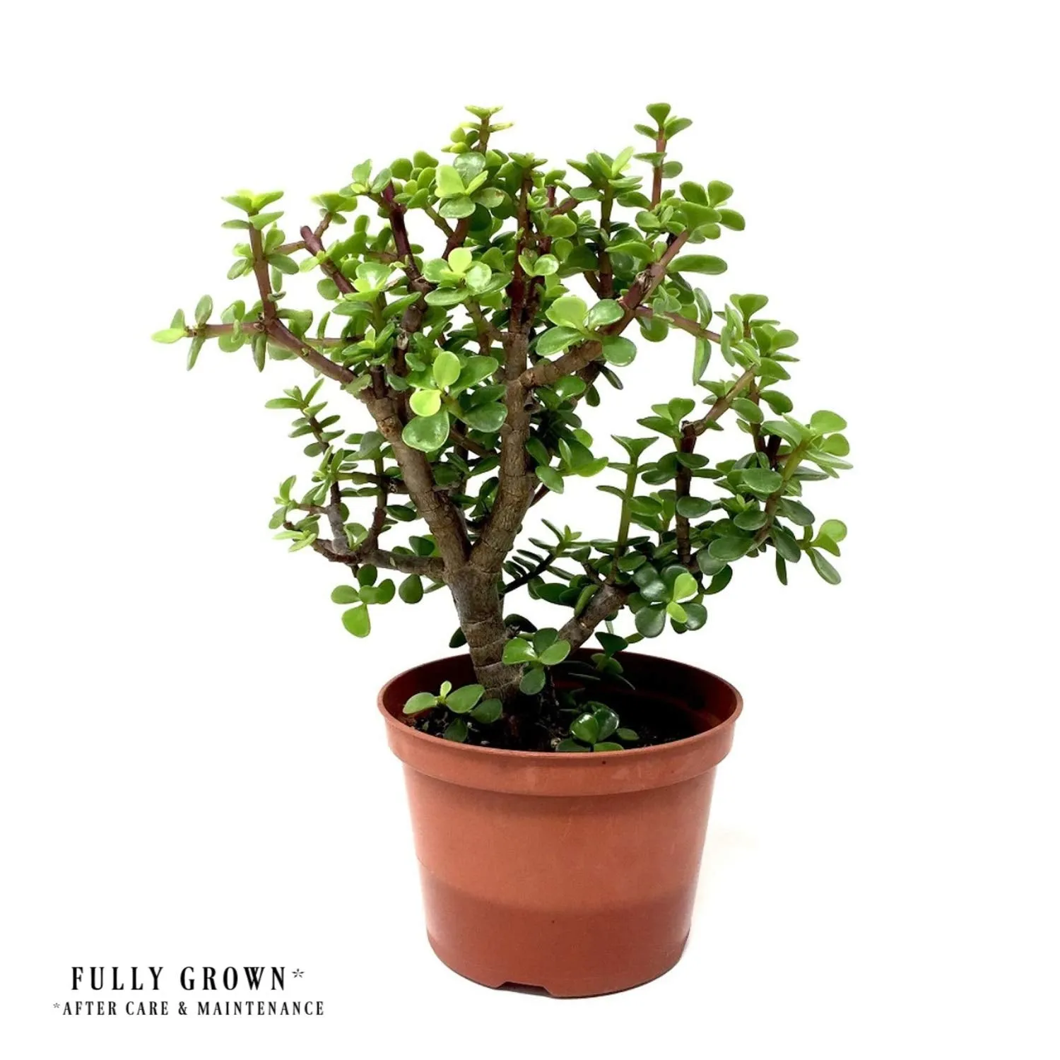 Leafy Tales Button Jade Live Plant in Yellow Ceramic Urn Pot