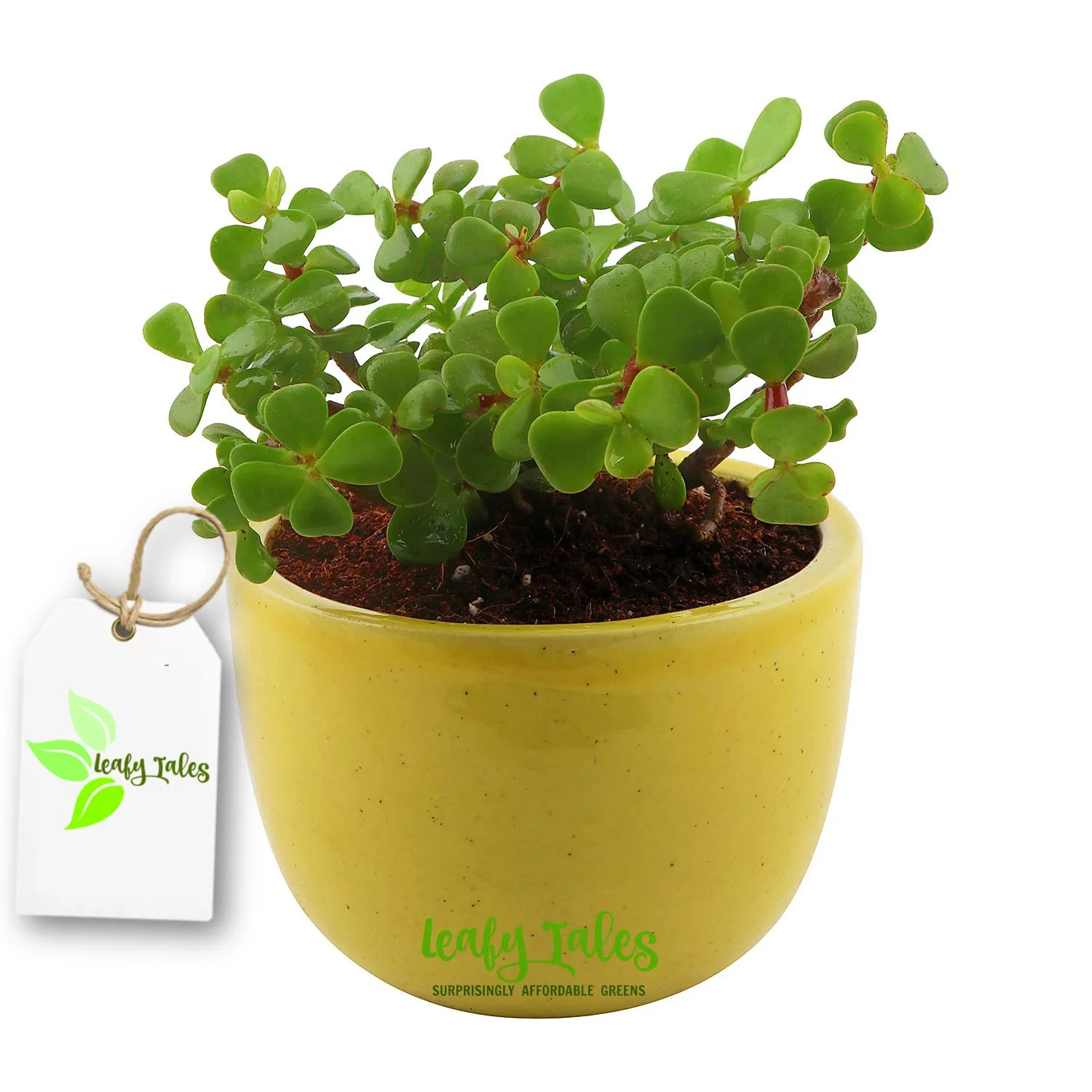 Leafy Tales Button Jade Live Plant in Yellow Ceramic Urn Pot