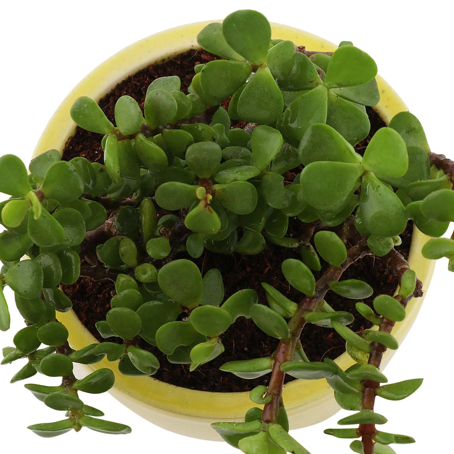 Leafy Tales Button Jade Live Plant in Yellow Ceramic Urn Pot